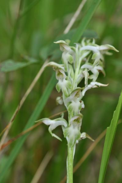 Anacamptis cariophora 29-05-2010 006.jpg